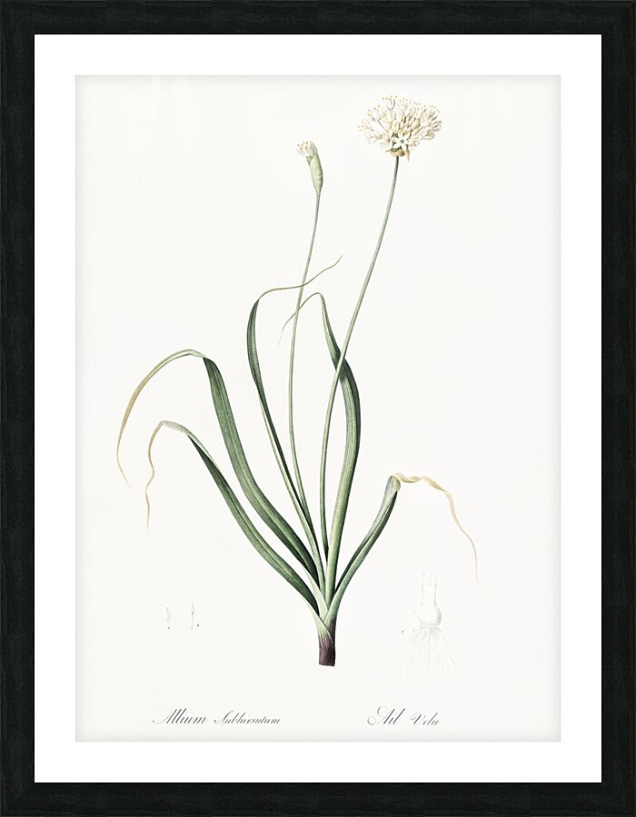 Hairy garlic illustration  Picture Frame print