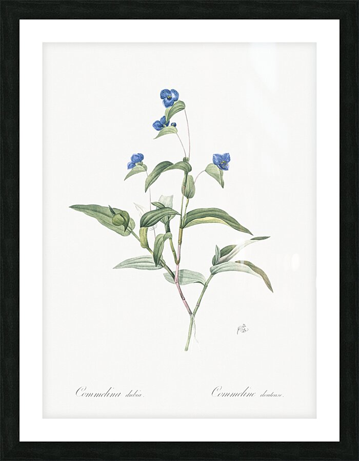 Blue spiderwort illustration  Picture Frame print