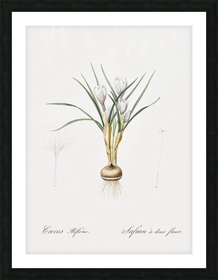 Silvery crocus illustration  Picture Frame print