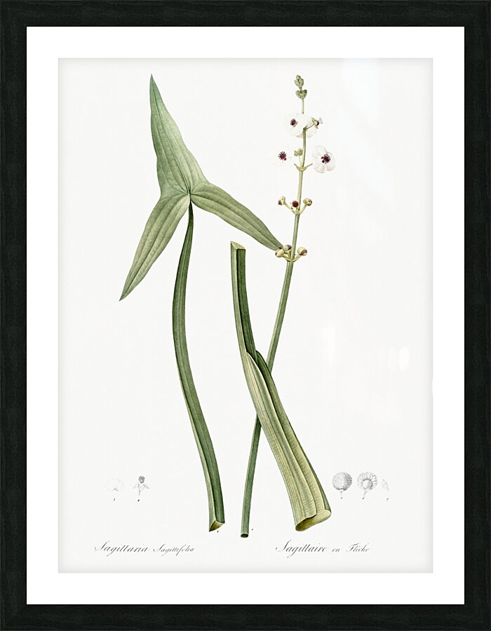 Arrowhead illustration  Picture Frame print