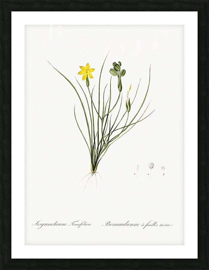 Golden blue-eyed grass illustration  Picture Frame print