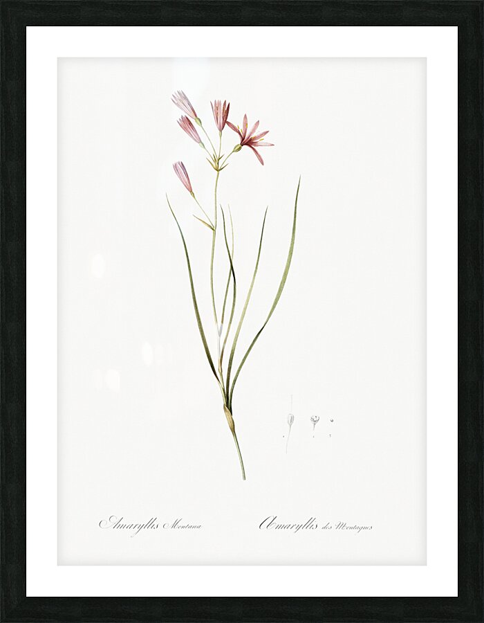 Amaryllis montana illustration  Picture Frame print