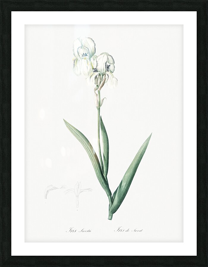 Tall bearded iris illustration  Picture Frame print
