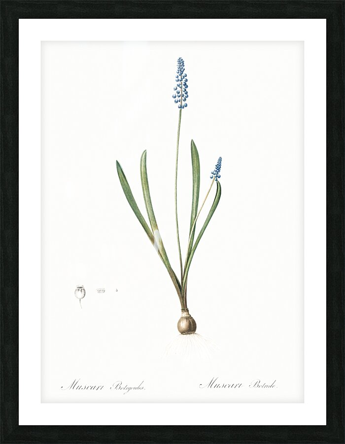 Grape hyacinth illustration  Picture Frame print