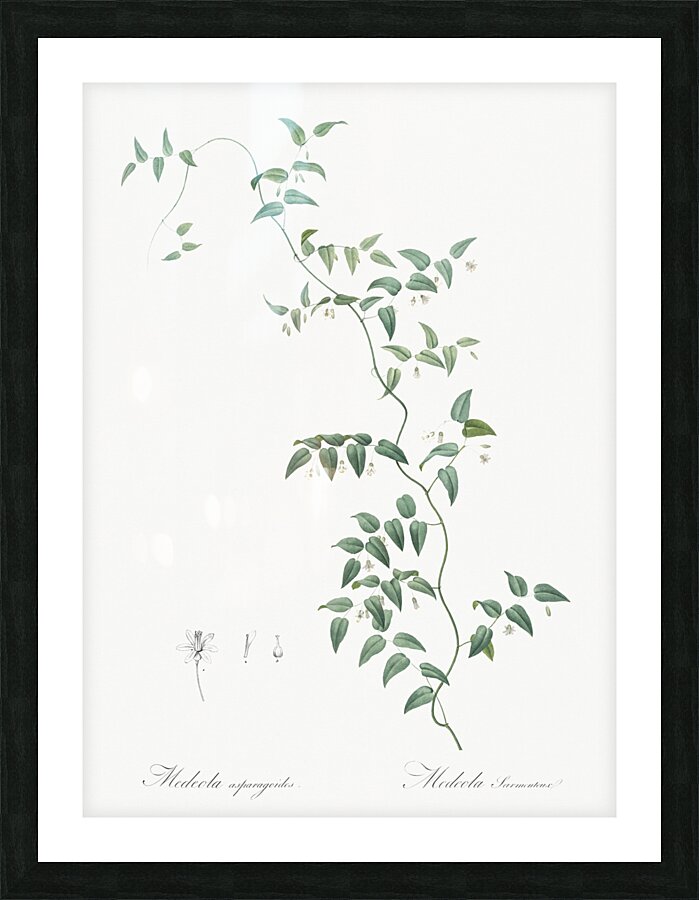 Bridal creeper illustration  Picture Frame print