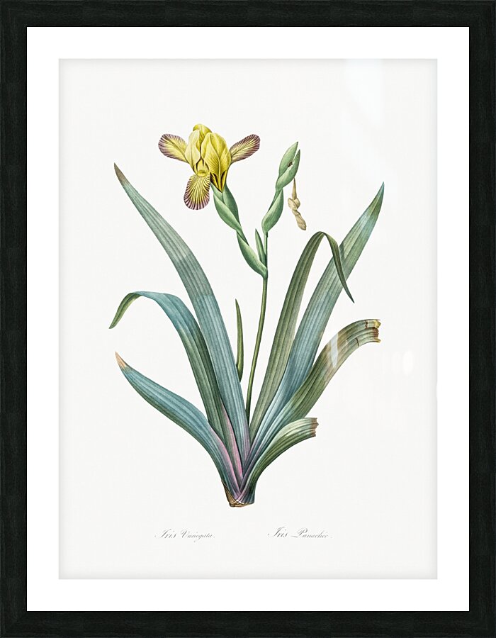Hungarian iris illustration  Picture Frame print