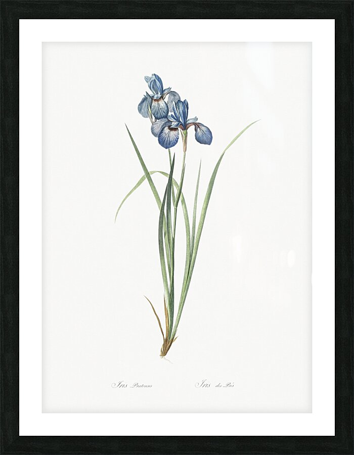 Iris pratensis illustration  Picture Frame print