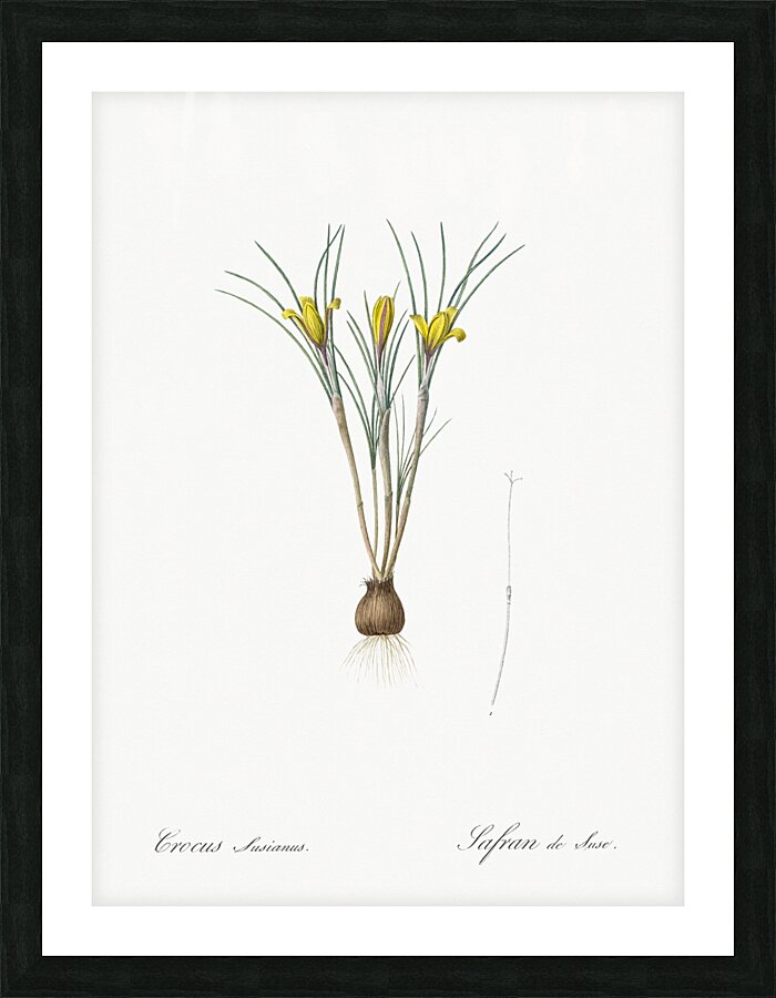 Cloth-of-gold crocus illustration  Picture Frame print