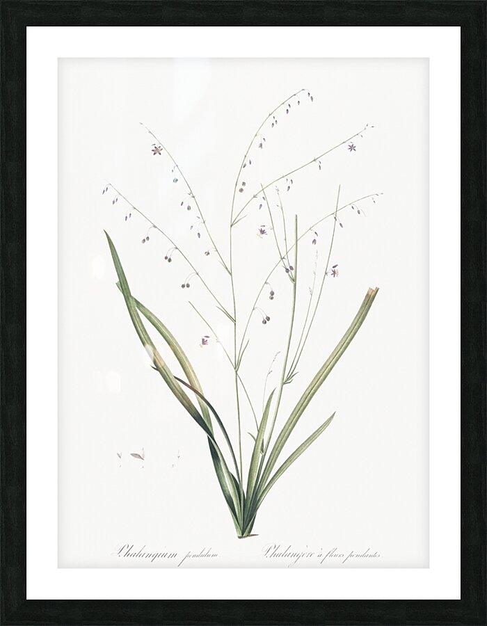 Pale vanilla lily illustration  Picture Frame print