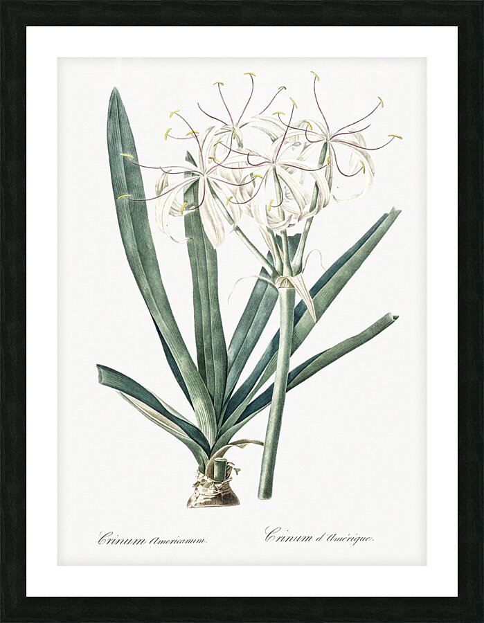 Florida swamp-lily illustration  Picture Frame print