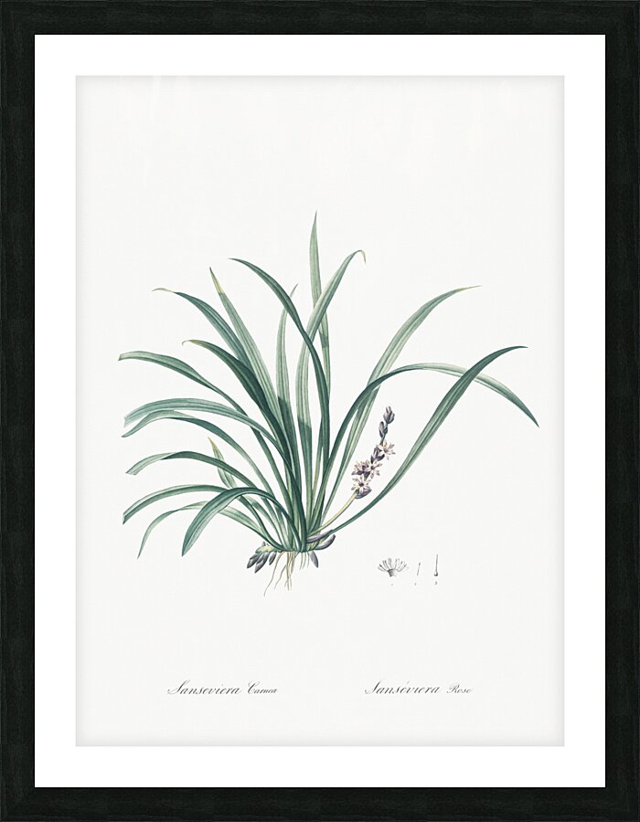 Sansevieria carnea illustration  Picture Frame print
