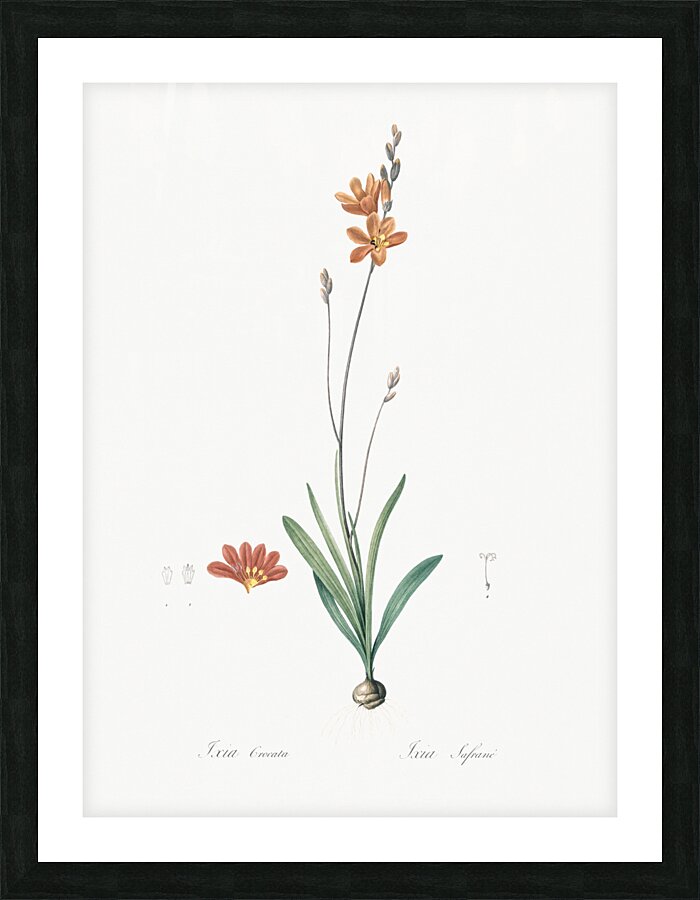 Mossel bay tritonia illustration  Picture Frame print