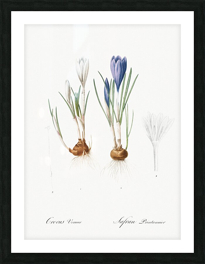 Spring crocus illustration  Picture Frame print