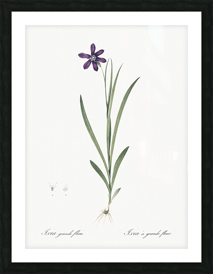Spring crocus illustration  Picture Frame print