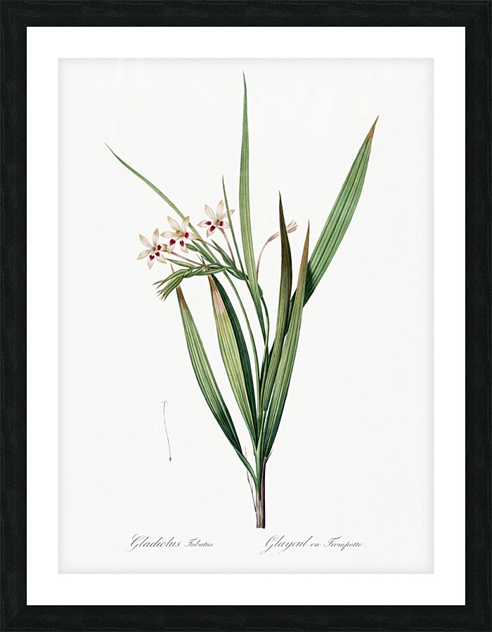 White baboon-root illustration  Picture Frame print