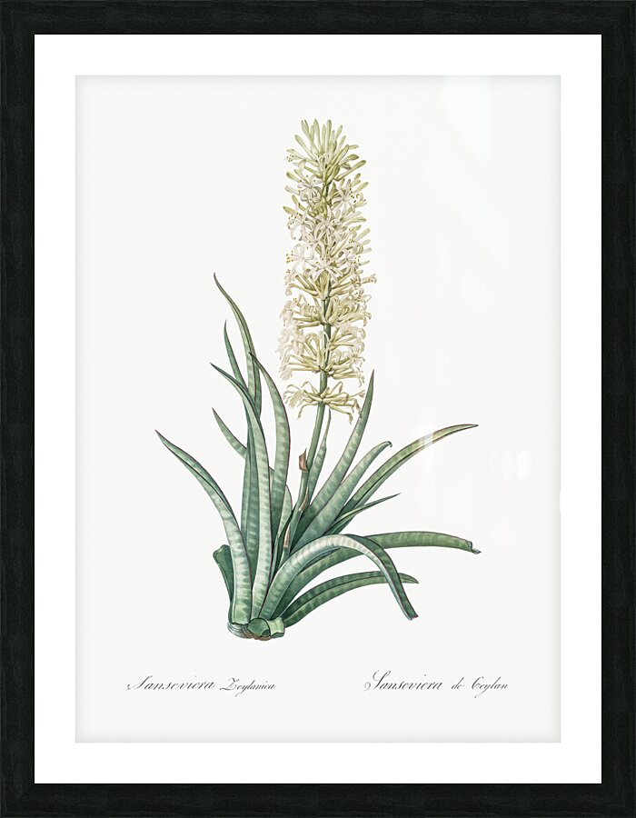 Snake plant illustration  Picture Frame print