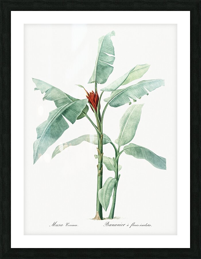 Scarlet banana illustration  Picture Frame print