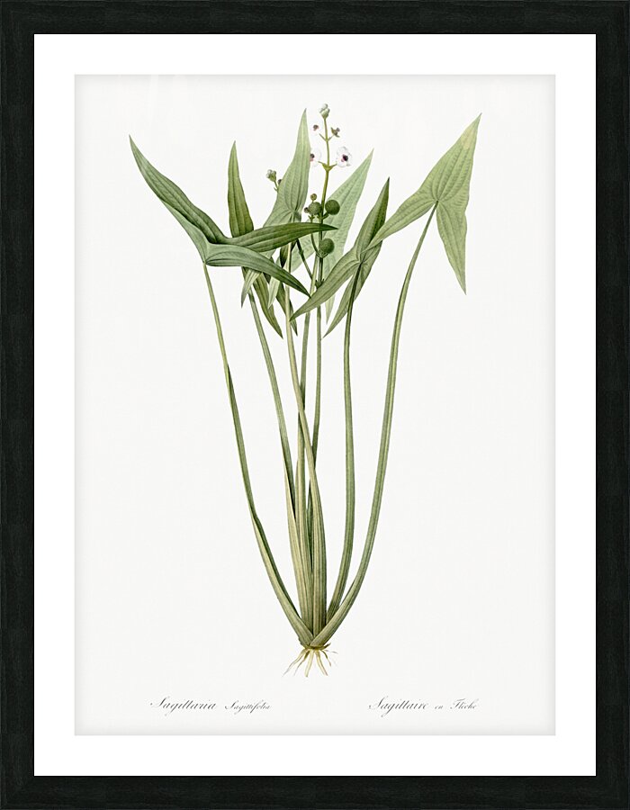 Arrowhead illustration  Picture Frame print