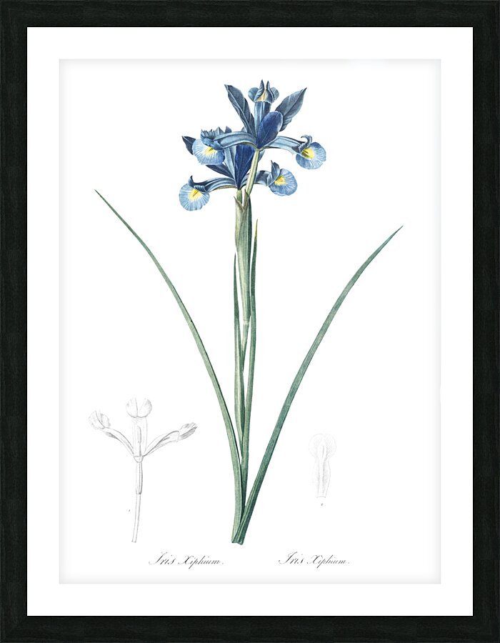 Spanish iris illustration  Picture Frame print