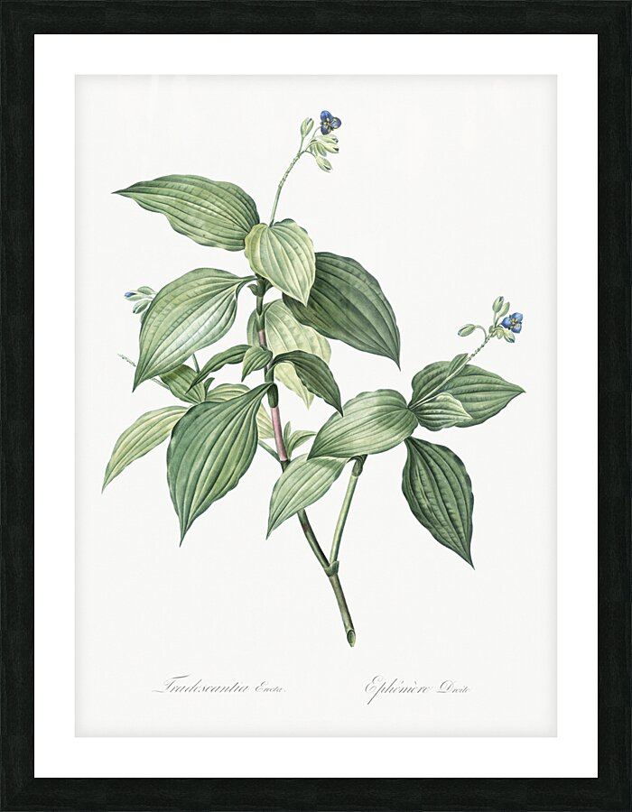 Tradescantia erecta illustration  Picture Frame print