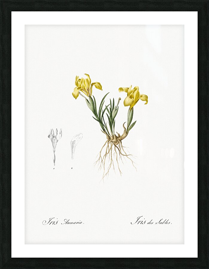 Sand iris illustration  Picture Frame print