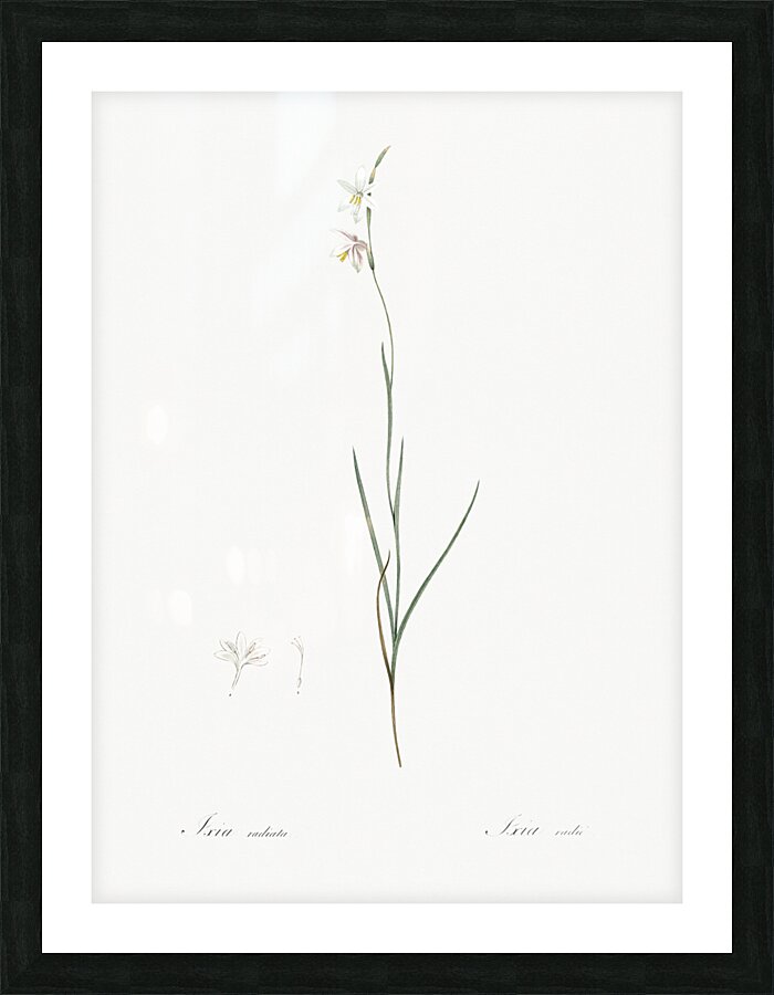 Hesperantha illustration  Picture Frame print