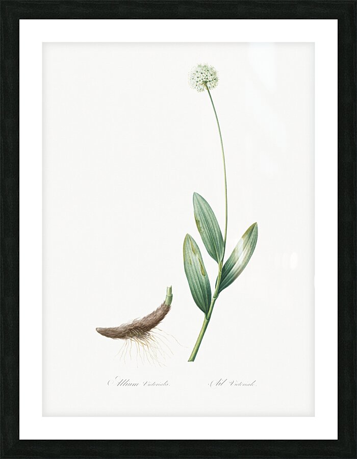 Victory onion illustration  Picture Frame print