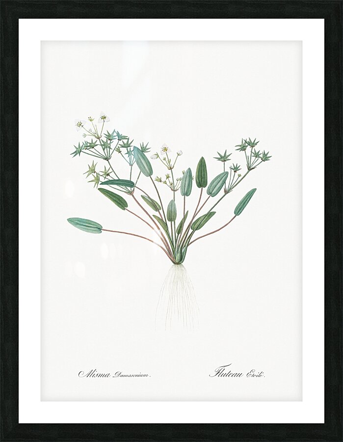 Starfruit illustration  Picture Frame print