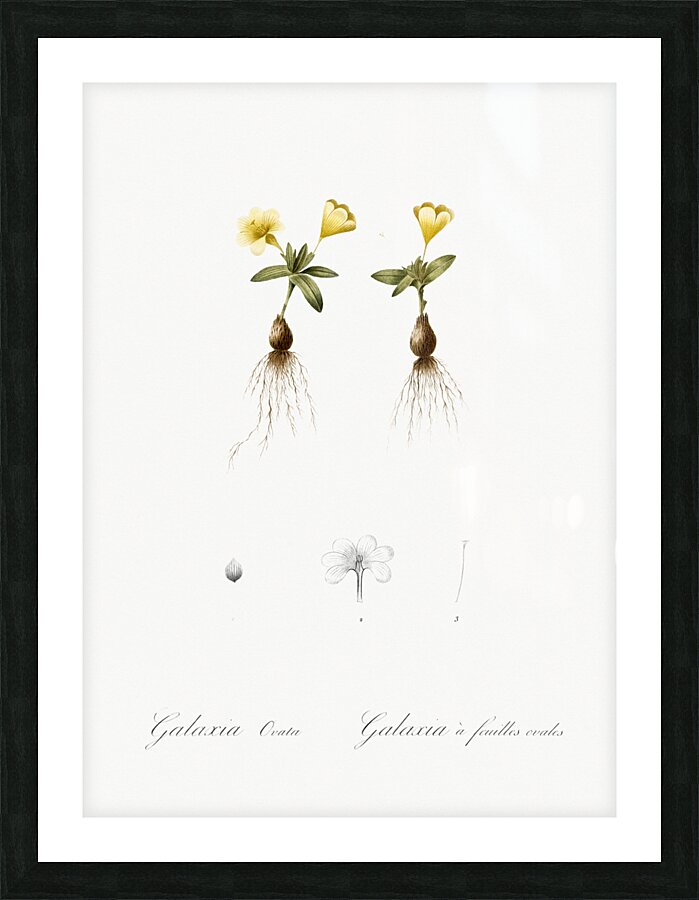 Cape tulip illustration  Picture Frame print