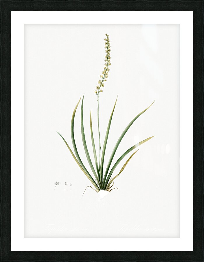 Tofieldia palustris illustration  Picture Frame print