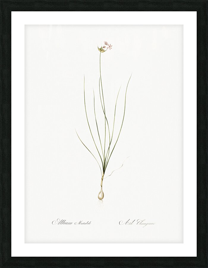 Wild Onion illustration  Impression et Cadre photo