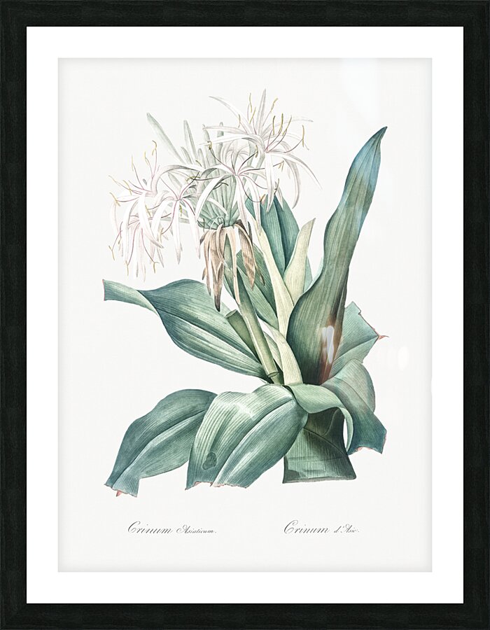 Poison bulb illustration  Picture Frame print