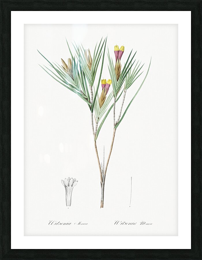 Witsenia maura illustration  Picture Frame print