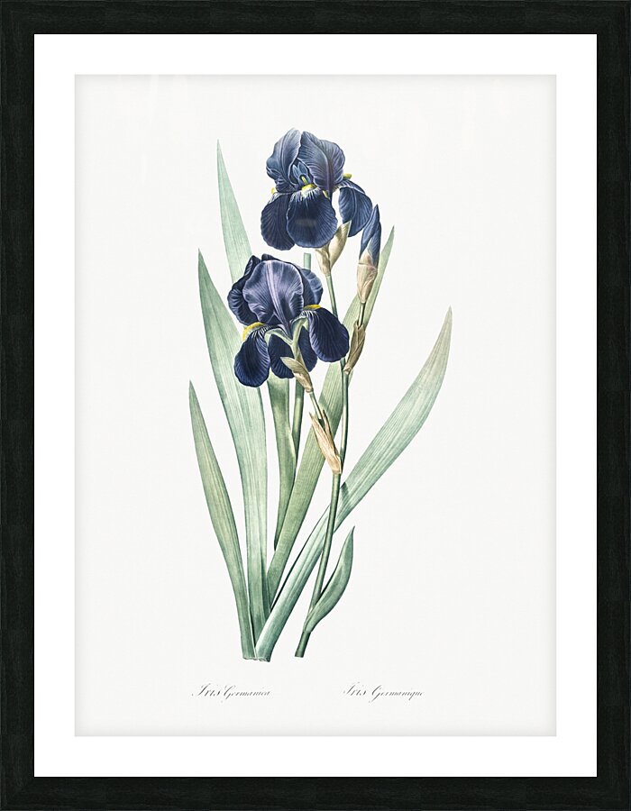 German iris illustration  Picture Frame print