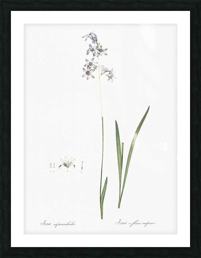 Corn lily illustration  Picture Frame print