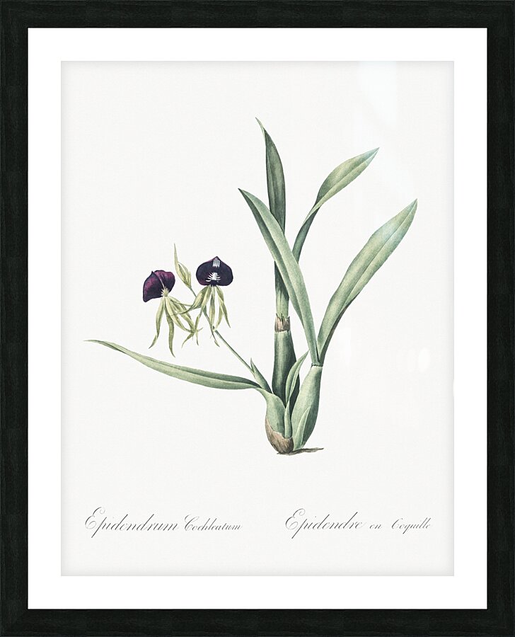 Clamshell orchid illustration  Picture Frame print