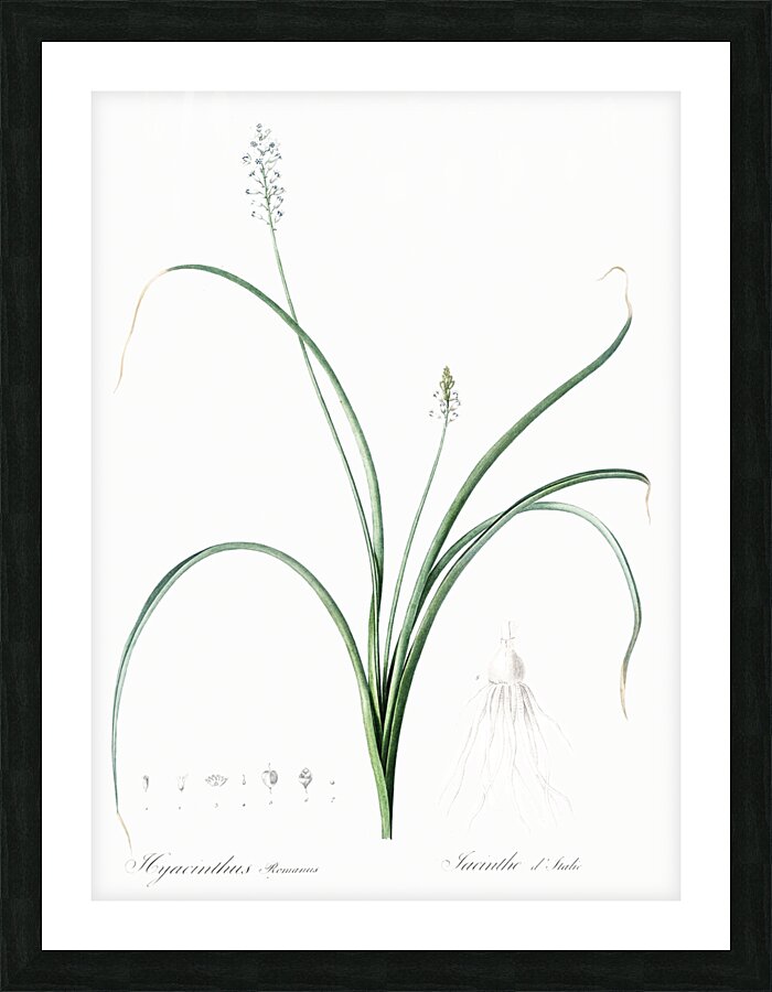 Roman hyacinth illustration  Picture Frame print