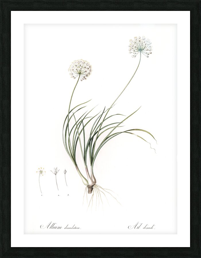 Allium denudatum illustration  Picture Frame print