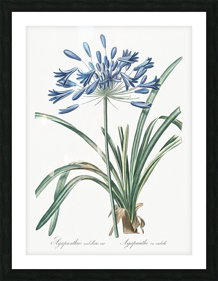 African lily illustration  Picture Frame print