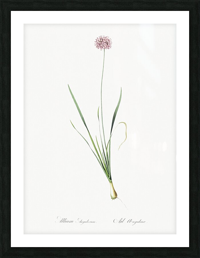 Mouse garlic illustration  Picture Frame print