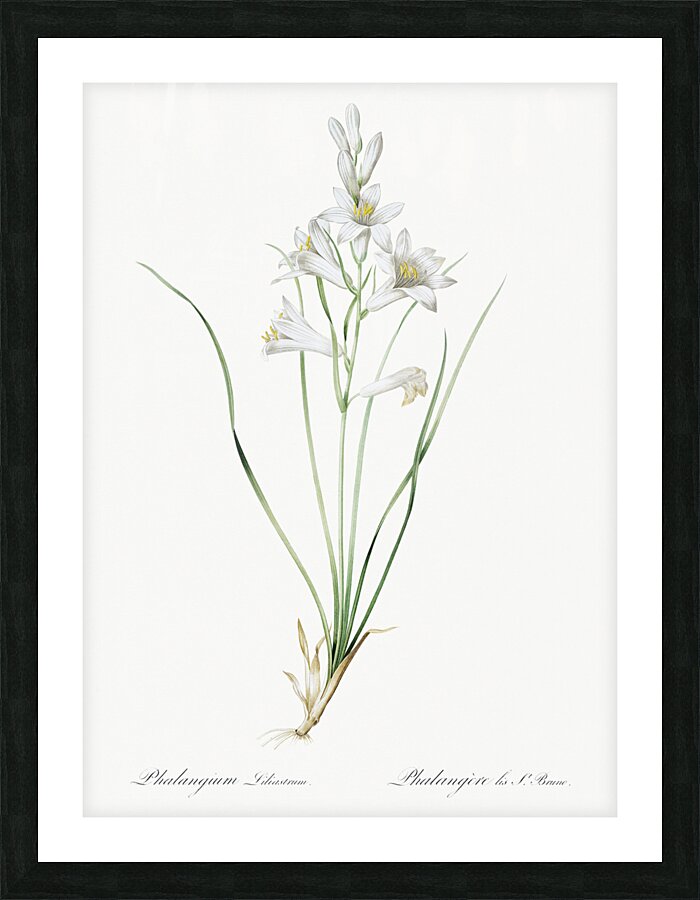 Paradise lily illustration  Picture Frame print