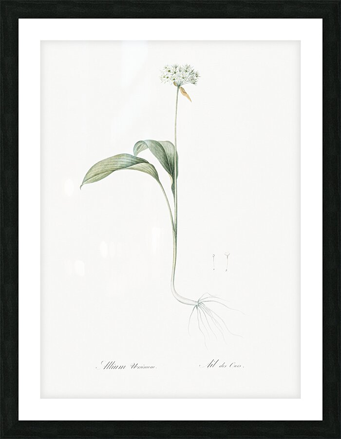 Paradise lily illustration  Picture Frame print