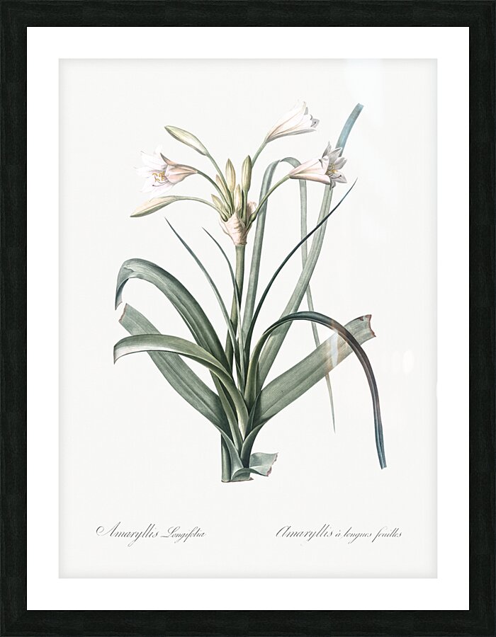 Malgas lily illustration  Picture Frame print