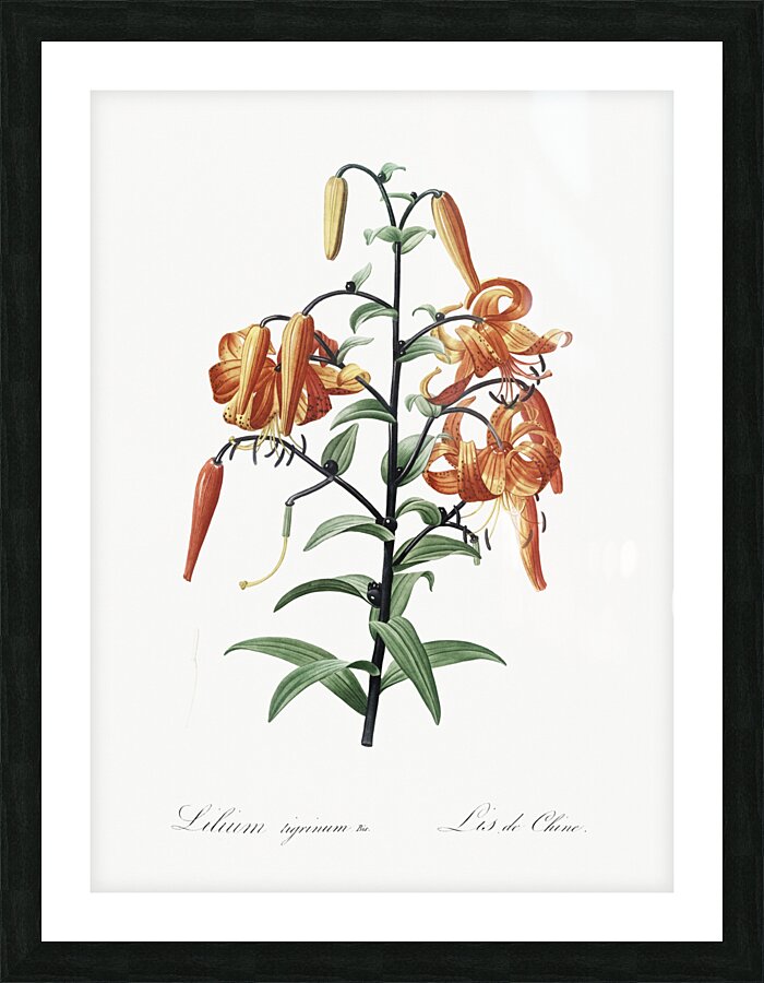 Tiger lily illustration  Picture Frame print