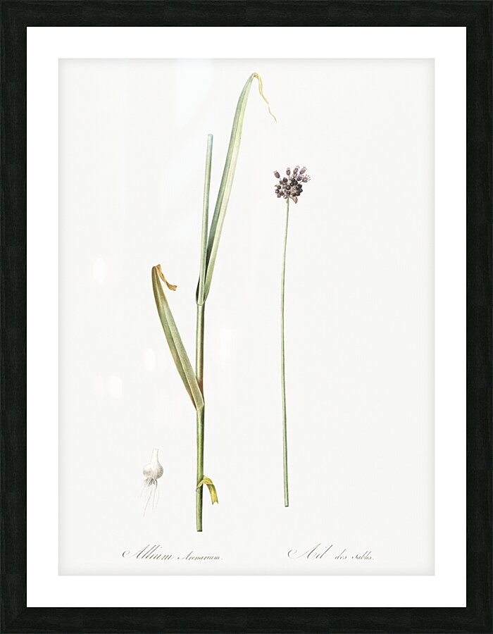 Sand leek illustration  Picture Frame print