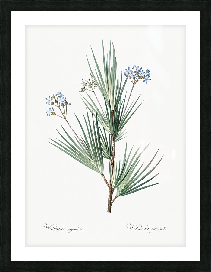 Blue stars illustration  Picture Frame print