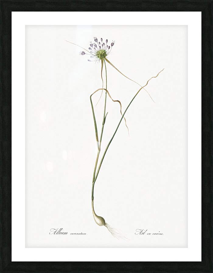 Keeled garlic illustration  Picture Frame print