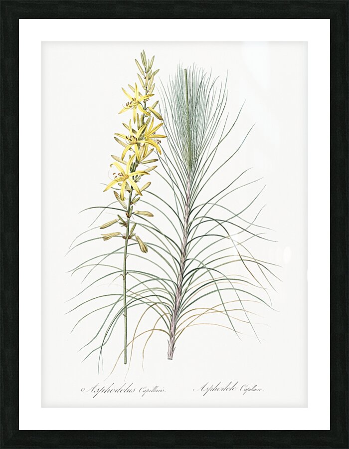 Jacob & rod illustration  Picture Frame print