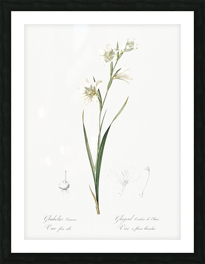 Painted lady illustration  Picture Frame print