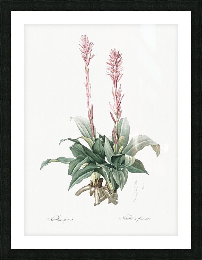 Latin American lady orchid illustration  Picture Frame print